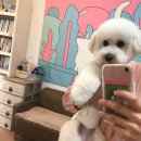 아롱애견미용실 이미지