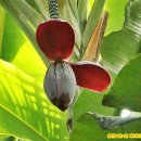 바나나꽃-어린이대공원 식물원 이미지