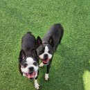 오늘도 뽀송하개 이미지