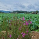 유등연지 둘레길 이미지