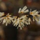 상아미선나무 꽃 이미지
