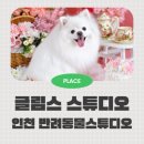 부평신복 | 인천 부평 반려동물스튜디오 글림스 스튜디오 핑크가든