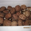 [청양군] 무농약 참나무 표고버섯 : 1관(4kg) 40,000원 이미지