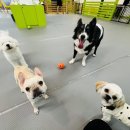 몽블리 애견카페 이미지