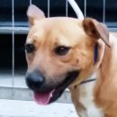 똥강아지 이미지