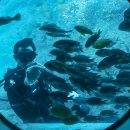 대국해저관광(주) 서귀포잠수함 이미지