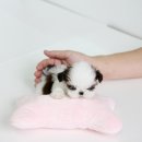 정퍼피클럽 이미지