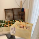 아빠의상점 | 인천과일바구니 추천 | 도화상점인천점 설선물세트 솔직 후기 | 결혼 상견례 선물