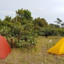 귤꽃향기 이미지