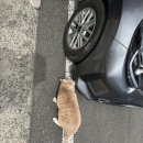 현풍공설시장 | 대구 현풍 스몰버드 카페｜고양이 있는 감성카페 추천