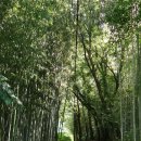 정암농장 | 담양 가볼만한 곳 반려견 동반 여행 코스, 소쇄원