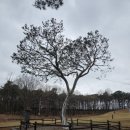 백송공원 화장실 | 꽃놀이 추천 (매화,벚꽃, 자목련,백목련, 수선화, 백송)/4월 예산 가볼만한 곳/쌈밥 전문점 풍경 (갈비...