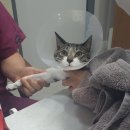 태능동물병원 | 고양이 중성화 수술 가격 및 후기 :: 태능동물병원
