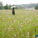 코스모스공원 이미지