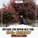 내가꽃이다 | 제주공항 근처 카페 추천 | 동백꽃 명소 대형카페 플랜트827 내돈내산 솔직후기