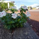 위미2리 교차로 이미지