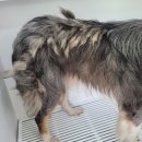 멍뭉워시 이미지