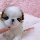 펫블리강아지&미라클고양이 이미지