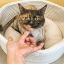 커뮤니캣 고양이 호텔&미용실 이미지