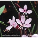 으아리네 야생화....분홍색 바늘꽃 (홍접초) ........대전충청출석부 이미지