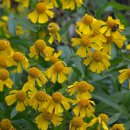 가을 헬레니움 [헬레니움 아우툼날레 ; Helenium autumnale] 이미지