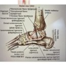 발목인대 파열로 걷기조차 힘들다면? 통증 완화와 재활 방법 총정리 이미지