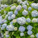 목화펜션 이미지