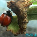 친환경 병충해 방제 방법, 진딧물 퇴치 방법 참고만 하세요. 이미지