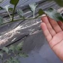 방울토마토키우기 가지치기 중요한 이유 이미지