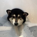 스킨앤이어동물병원 | 26.04.11 스킨앤이어 동물병원 방문기❤️