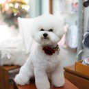 호두담