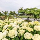 수국정원 이미지