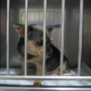 연서 동물병원 이미지