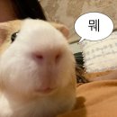 브릭(BRICK) | 20250707 : 영화 &lt;브릭(Brick)&gt; 후기