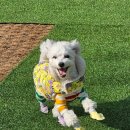 대장로 | 넓은 애견 운동장과 정원이 있는 헤이더그린 김포 애견카페