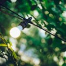 꿈꾸는 물고기 이미지