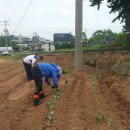 길주농장 이미지