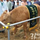 미스한우