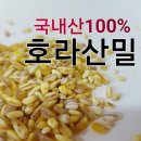 20년햇 호라산밀 출시~!! 국산호라산밀나왔습니다~^^ 이미지