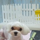 이쁘니 이발소 이미지