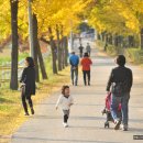 은행나무목장 이미지