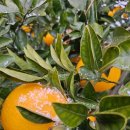 무봉농장 이미지