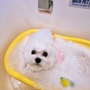 서면애견미용 맘바이 강아지 미용실 | [부산애견미용추천] 서면애견미용 맘바이 강아지 미용실에서 맥스 이발시키기대작전 🙀