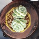 그린엘프 이미지