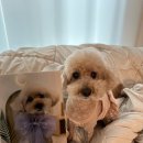 펫살롱 토비몰리 | 청주 애견미용 추천! 펫살롱토비몰리