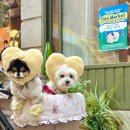 멍테일즈 이미지