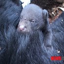 지리산밧데리 이미지