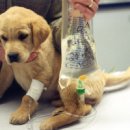 쓰담쓰담 동물병원 이미지