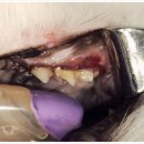 그레이스 고양이 심장&치과병원 이미지