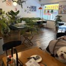 애견클럽 | (부산 광안리 맛집) 광안리 바닷가 인근 애견동반 가능한 브런치 카페 피즈클럽 후기